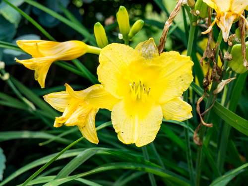 Yellow Flowers with Green Leaves