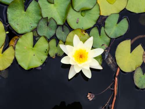 Yellow Flower on Lily Pad