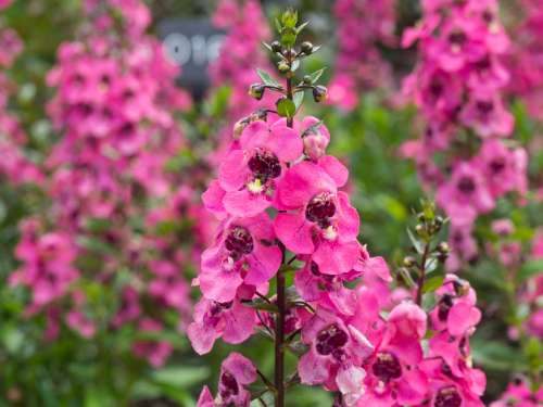 Pink Flowers