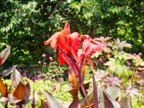 Red Flowers in Sunlight