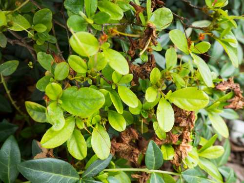 Small Green Leaves on Bush