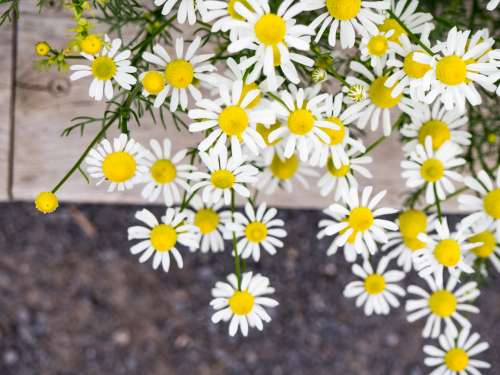 Yellow and White Flowers Over Sidewalk