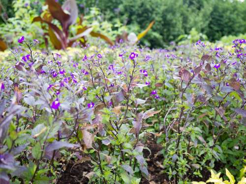 Many Purple Flowers in Garden
