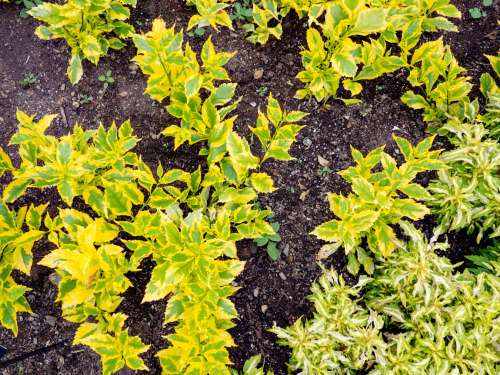 Yellow and Green Leaves on Soil