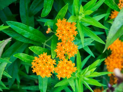 Orange Flowers with Ants