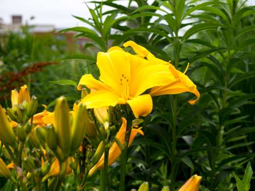 Blooming Yellow Flower in Garden
