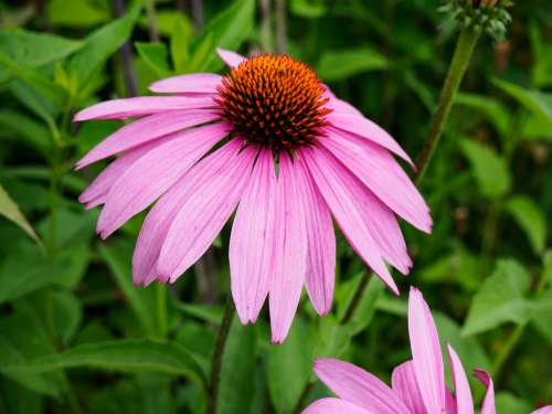 Pink and Orange Flower