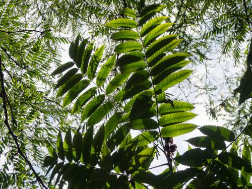 Green Leaves on Tree Branches