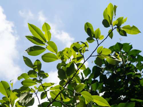 Green Leaves and Blue Sky