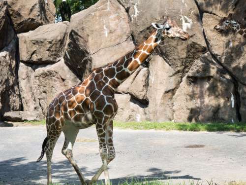 Giraffes