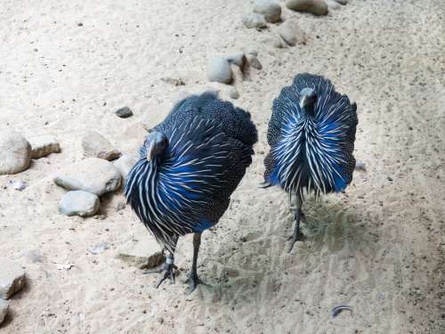 Blue and Black Birds