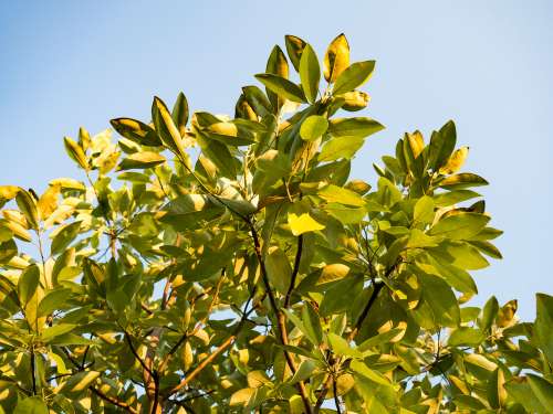 Tree Leaves Under Blue Sky