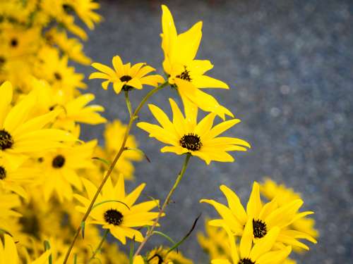 Yellow and Black Flowers