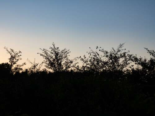 Branches in Sunset