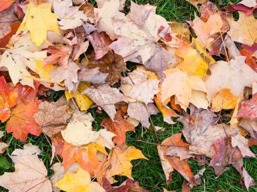 Colorful Fall Leaves