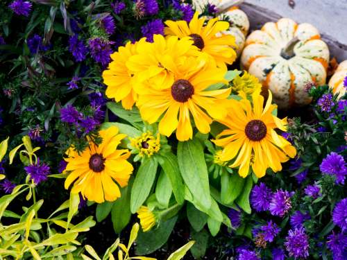 Yellow and Purple Flowers in Garden