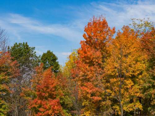 Trees With Colorful Fall Leaves