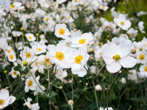 White and Yellow Flowers