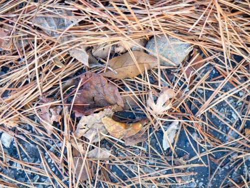 Leaves on Granite