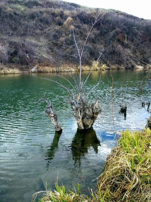 Tree stump river water