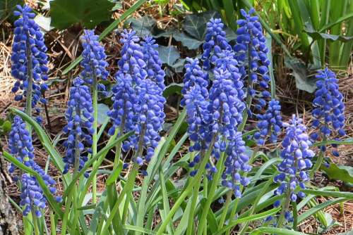 grape hyacinth blue bell flower plant