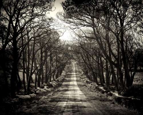 scotland road trees avenue pentland