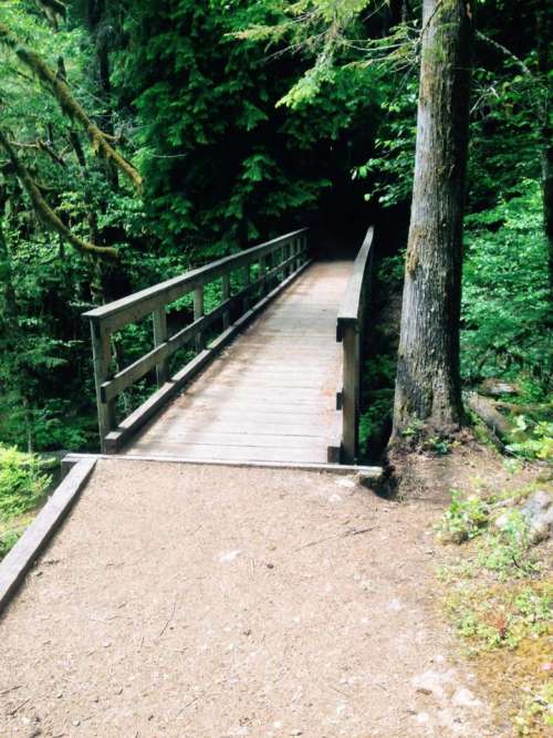 bridge path   trail   tree   shrubs