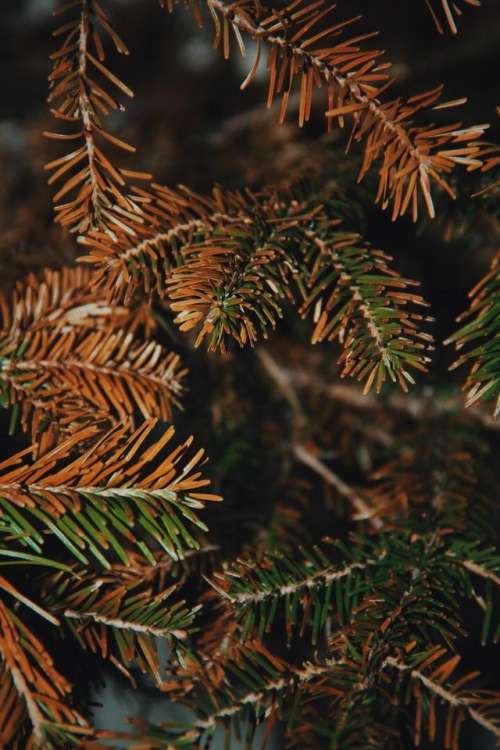Pine tree spruce disease dead 