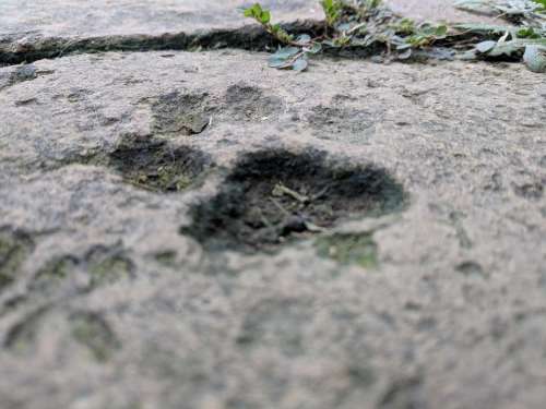 paw print imprint footprint