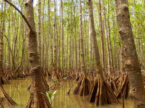 mangrove tree trees water tree trunk