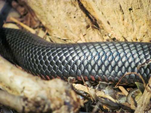 snake reptile Australia skin Currumbin