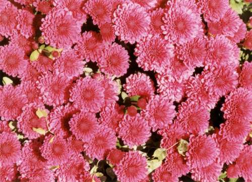 Pink carnations flowers 