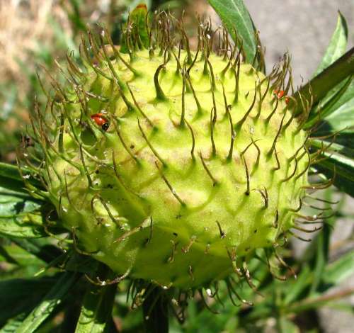 seedpod seed pod green thorny spiky