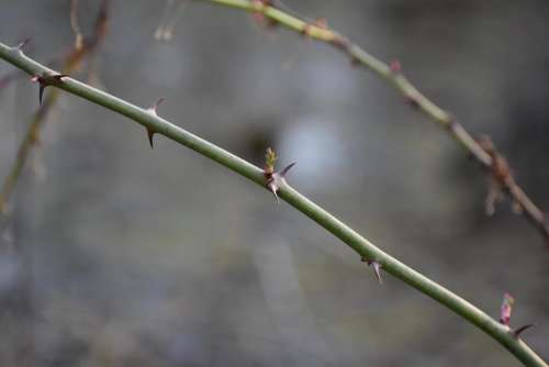 wild rose thorns new leaf