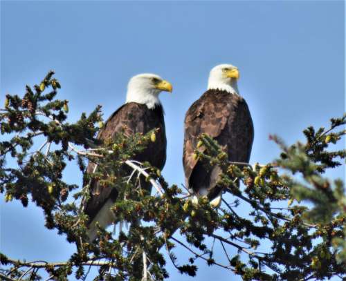 American Bald Eagle Pair eagles bald eagle bald eagles  