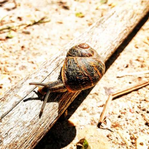 Snail snail nature 