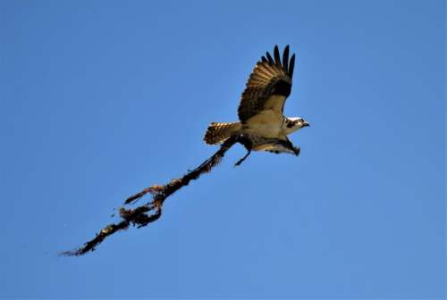 Osprey carrying nesting material wild bird raptor sea hawk
