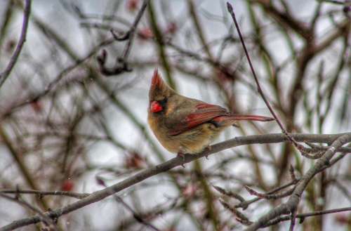 nature wildlife winter birds cardinals