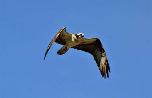 osprey bird