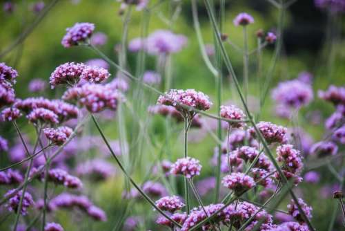 flowers clusters statice purple