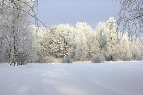 winter snow landscape tree cold