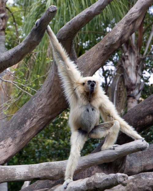 Gibbon monkey wildlife primate animal