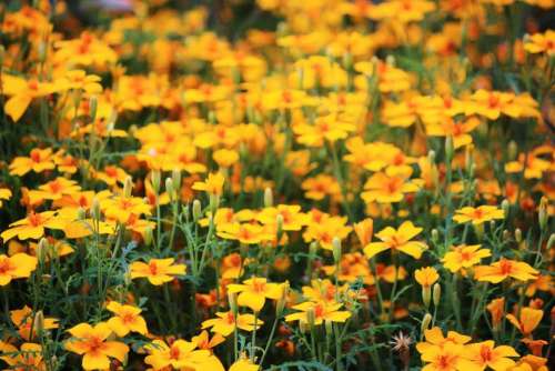 flowers marigold yellow golden