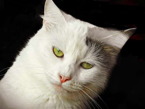 white cat feline pet animal
