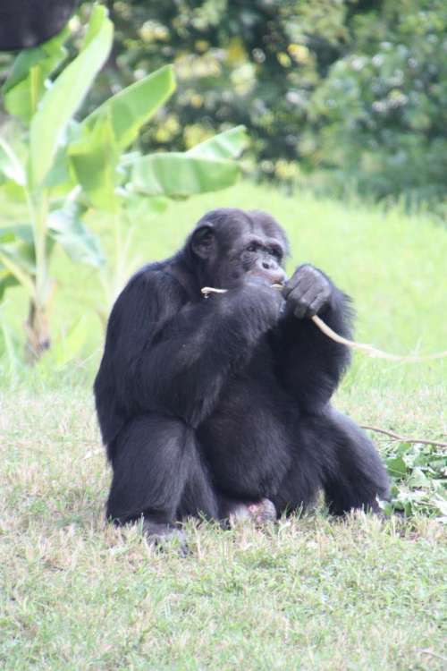 Chimpanzee Wildlife Animal Africa  #animals