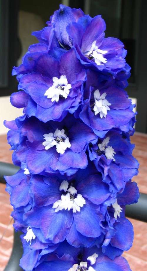 delphinium blue lavender violet white