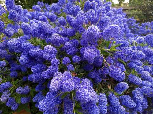 purple flowers Floss Flower Blue Ball Ageratum Houstonianum deep blue 