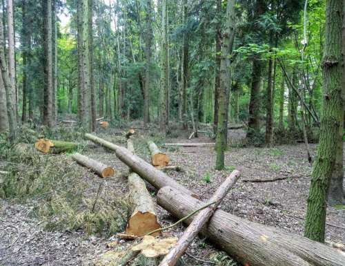 woodlands forestry management pine timber