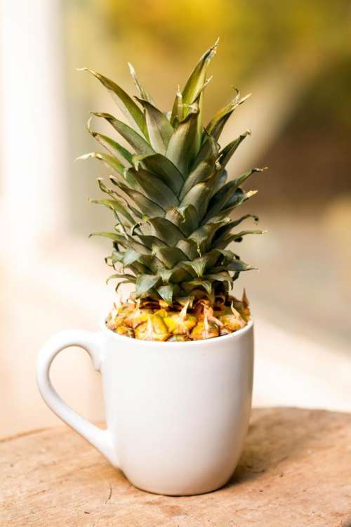 pineapple mug   still life   white green