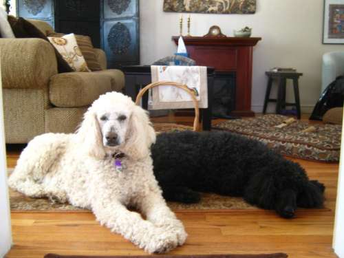 poodle dog dogs pets